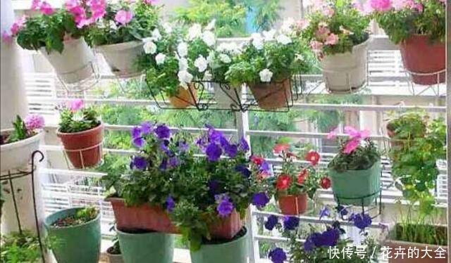 春天|春天阳台栽3种花,开花一茬接一茬,长期有花赏