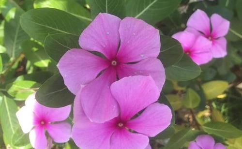  生机■5种能”抑制细菌“的花草，增添生机，放在家中”天然净化器“