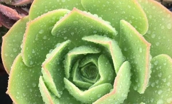  更多：最适合浇多肉的三种“水”，不是淘米水，而是不起眼的它！