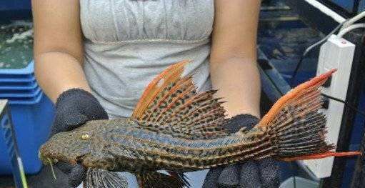  它在我国@在我国没有天敌泛滥成灾，渔民拿他没办法，吃货都不愿