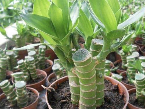  「药片」富贵竹、吊兰喜欢“2种药片”，花盆里放2片，5个月不用施肥，值