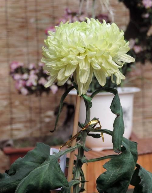 『晶莹』喜欢菊花,就养盆“菊中精品”绿牡丹,晶莹碧绿,淡雅优美