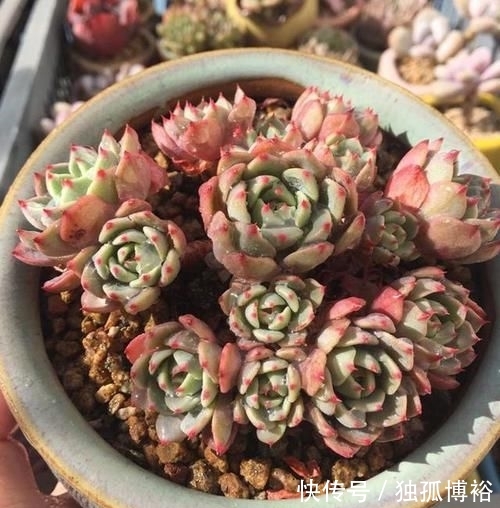  撸下来的叶：经常给多肉做1动作，加1料，迅速生长，还爱爆盆