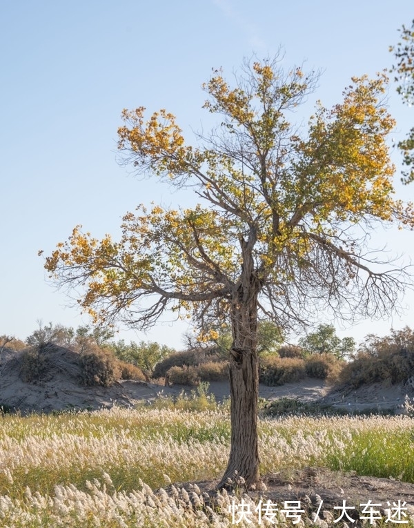 生三千年,死后再挺三千年,这里的树木不得了!