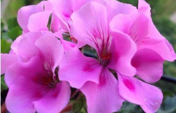 花朵:夏天养这5款花,沾土就活,开花一茬接一茬,阳台变“大观园”