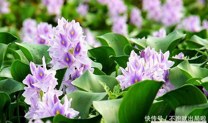 游客携带6斤多重的澳洲大龙虾入境，花了500欧元，却被截获没收？