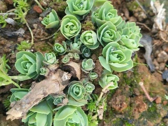  慎养■这花要慎养，每年砍掉3麻袋，照样蹭蹭长