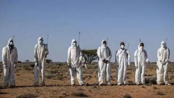  「快速」4000亿只东非蝗虫正快速逼近我国！会有威胁吗？