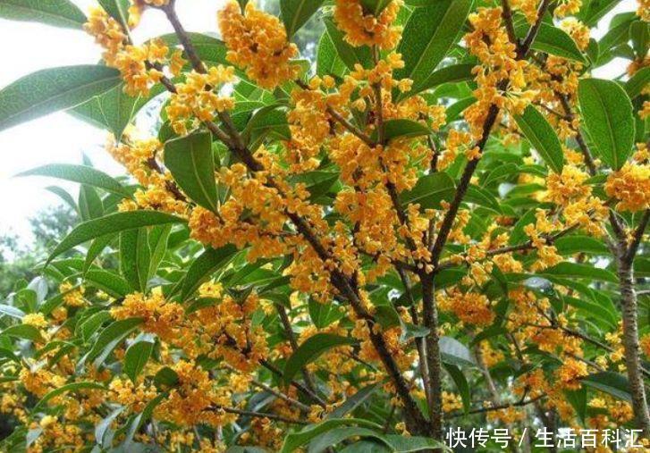 #耐旱#适合夏天养的5种花,耐热耐旱又耐晒,花大色艳很漂亮,人见人爱