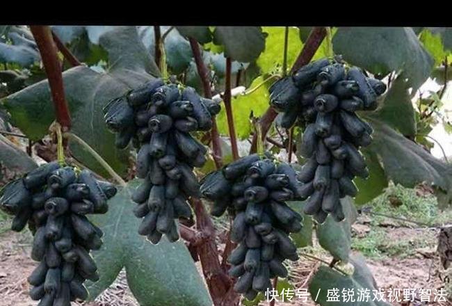 此树冻不死，插土就活，一亩挣90000元，有空地种2棵，当年挣一辆