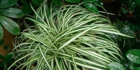随便■7种最适合“造景”的花,家里有庭院,随便种3-5棵,就是个小花园