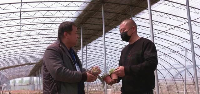  「年收入」丰县一小伙种植多浆植物，年收入达三十万！