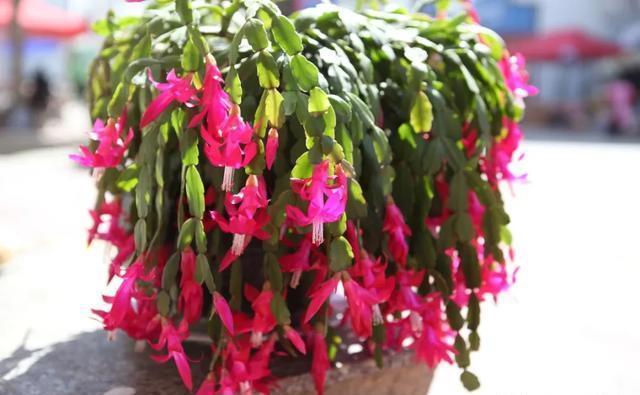虎皮兰|5月开始,3种花需要“贱”养,浇水越勤,死得越快,你知道吗?