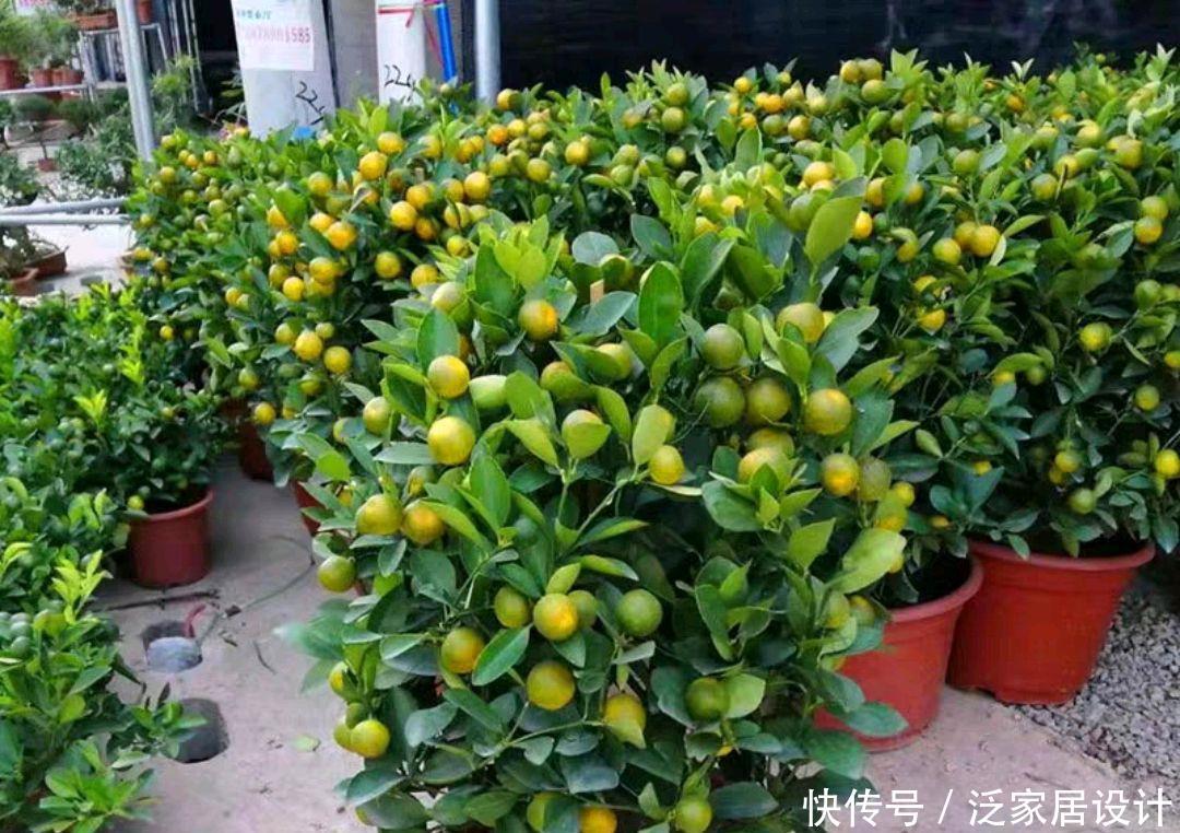  「剪掉」金桔盆栽长出来的新芽不是金桔？嫁接苗后遗症，剪掉不用怀疑