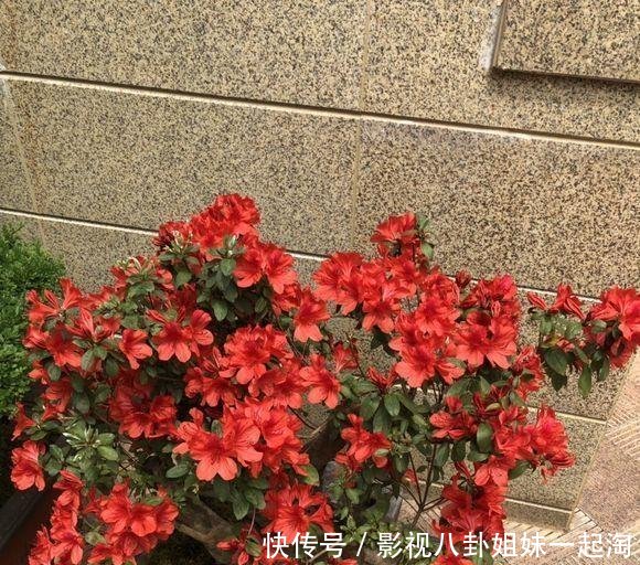 小院的杜鹃花开了，花园一角真漂亮，杜鹃花养护，分享一下