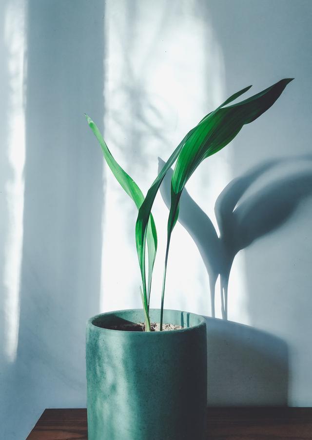 虎皮兰|卫生间就放这4种花,耐潮耐阴吸废气,再也不担心卫生间有异味了