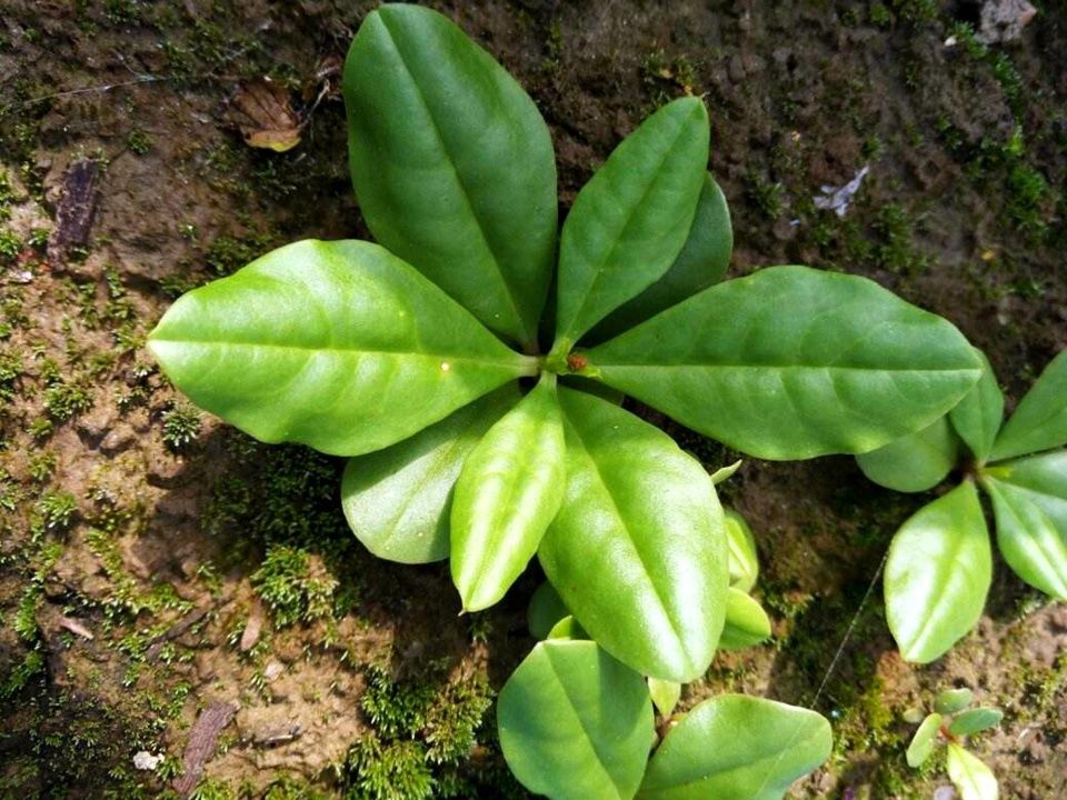 人称“土人参”，农民会铲除，网友:叶子炒黄鳝很好吃，出口日韩