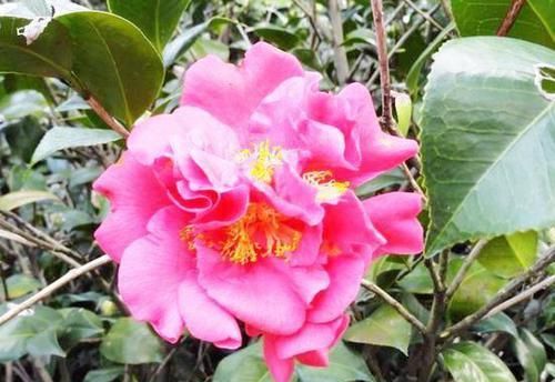 「风采」最好的红山茶花,花型很大,花色艳丽,香味扑鼻,有花中之王风采