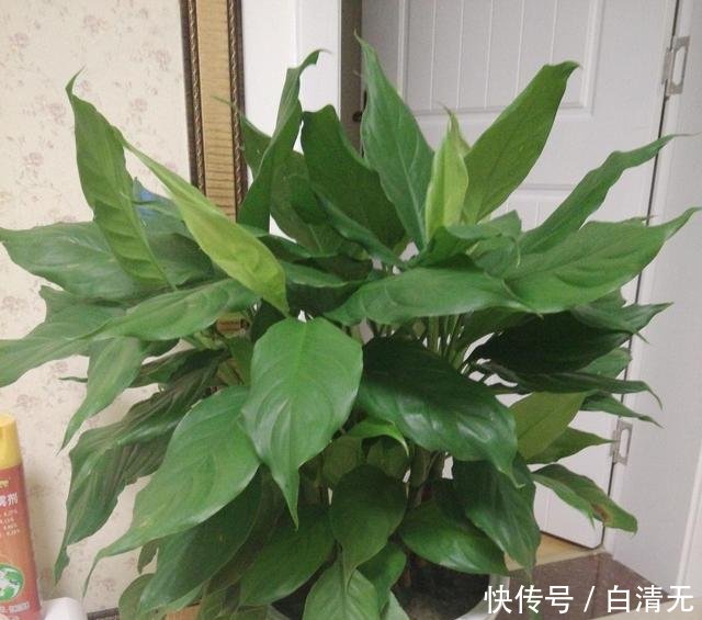 『盆土表面干』就是这5种花,越浇越水爆盆,一缺水马上就蔫了,怪不得总养不好
