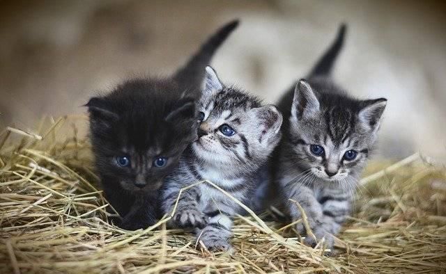  养猫：猫奴不喜欢听的五句话，大多数猫奴感同身受，你同意吗？
