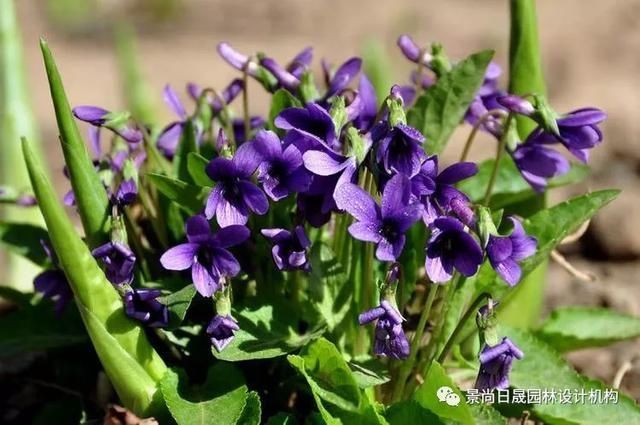 『适合』适合庭院种植的27种常用宿根花卉