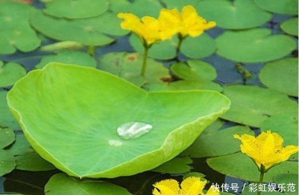 #恩惠#金黄小花立水上,柔情恩惠荇菜语
