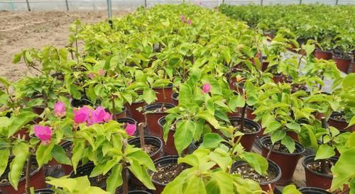  生根液■扦插三角梅，“白糖水”里泡一泡，嗖嗖长出大白根，太好用了