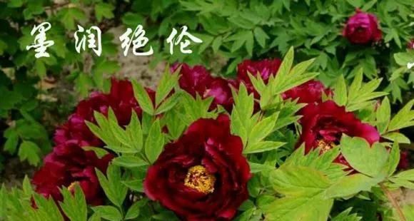  『牡丹』芍药和牡丹的区别图,看懂图就能轻松区分出来!