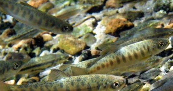  【繁殖力】繁殖力太强成祸害，农民曾用来喂鸭子，今我国市场一