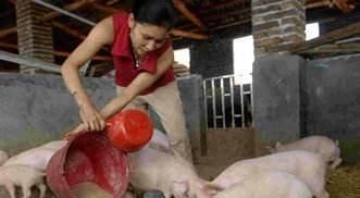  【存栏量】目前母猪存栏量提高了，是意味着生猪供应恢复正常了