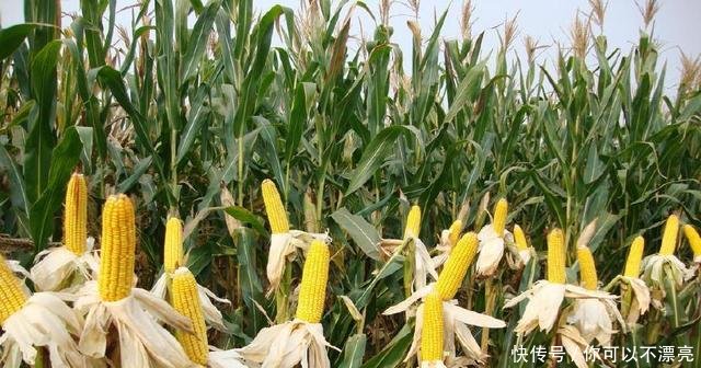 这种植物原产于南美，随进口粮食偷偷进入我国，目前已泛滥成灾