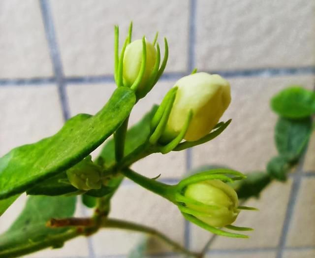  『三角梅』喜欢晒太阳的“5种花”,越晒长得越旺,开花越多,阳台变得好美...