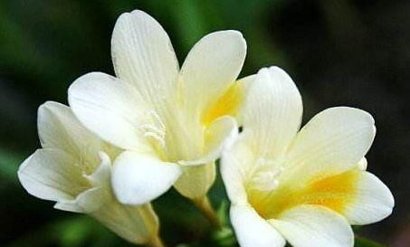  「绚丽多姿」这四款花，养在阳台花姿妖娆，花开美轮美奂，绚丽多姿