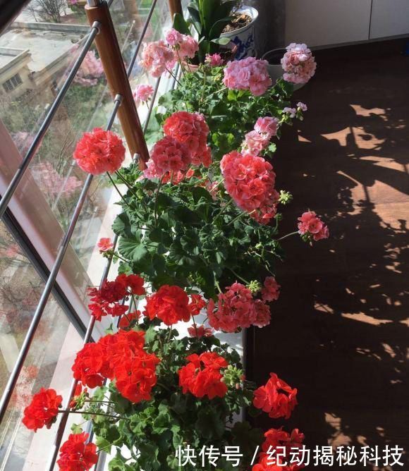 光照:花中仙子天竺葵,花友养了一阳台,开花美爆了,赶紧养几盆