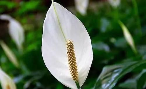  「鸿运当头」植物也有“美名”，“4种”花卉名字好寓意，养家中一点不亏