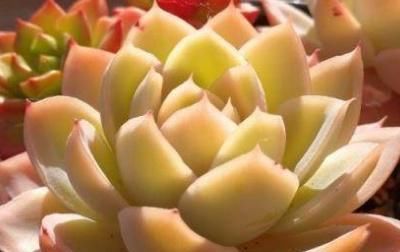 #漂亮#怎么更快把多肉植物养大?教你技巧,叶片漂亮又肥厚!