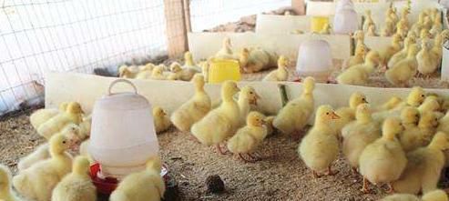  利润：养殖1000只鹅成本投入需要多少钱？有利润吗