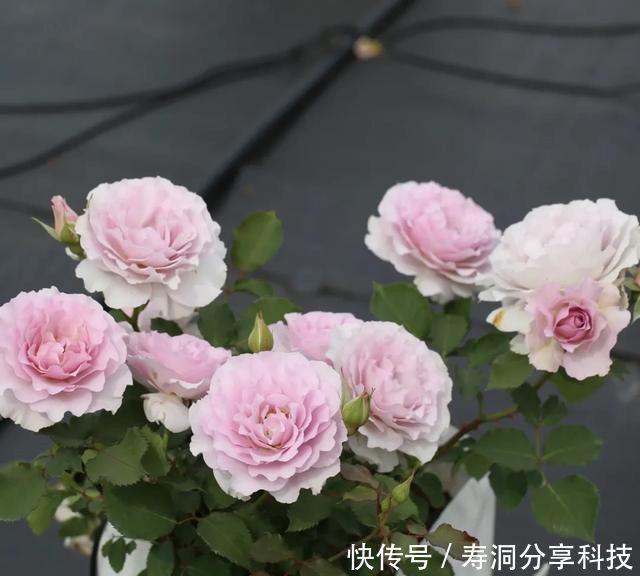  「品种」梦幻悠长，无法抗拒，月季的那抹蓝紫色美得清凉又高级！