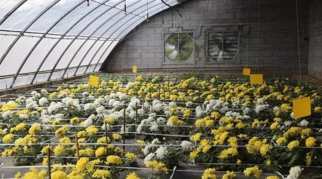 黄金九月楼观的花海开啦！赏花海、品花宴，全都不能错过！
