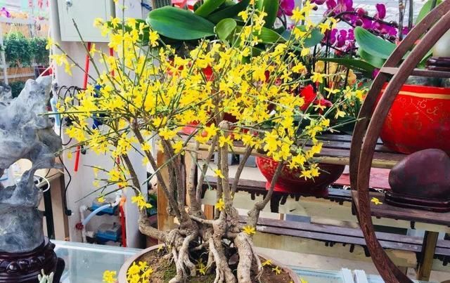  「迎春花」迎春花盆景“根部”养护最重要，能不能养出观赏感，就靠它！