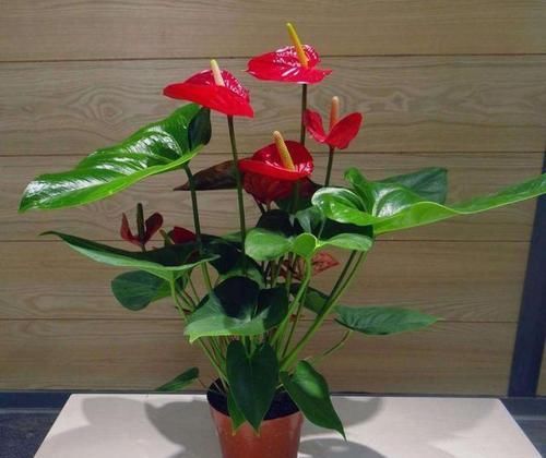  『植物』这“3种”植物，耐阴性强，还能除异味，卫生间养1盆，空气更清新