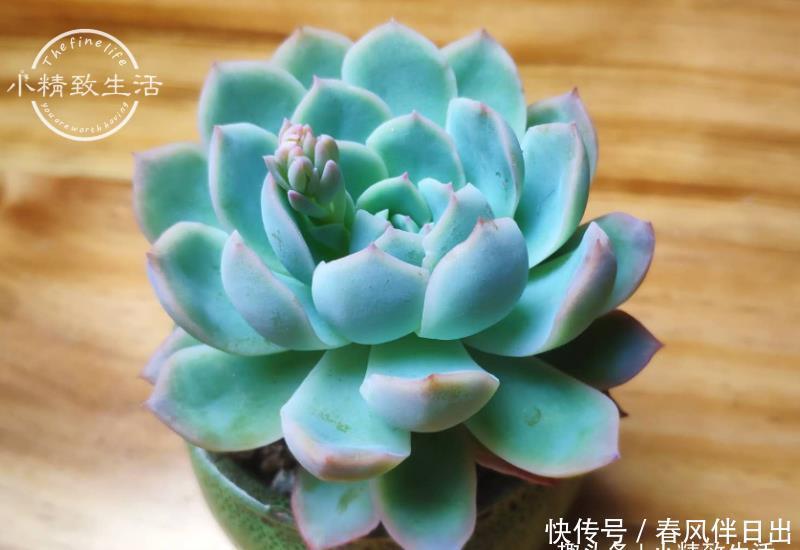 总烂|新手养多肉,总烂根?一般逃不过3个原因,浇水仅排最后