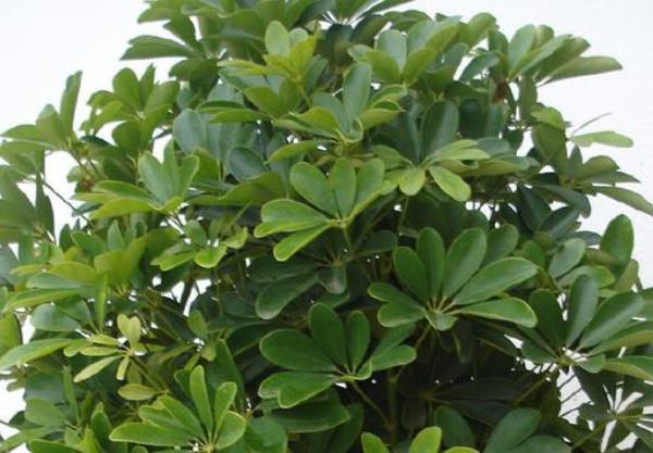 #花人#懂花人都养这4种花,尤其是第三种,长势喜人,旺宅旺事业!