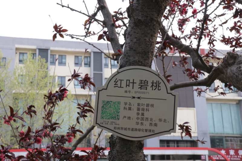  #信息#河南郑州市区部分行道树挂上“智慧铭牌”