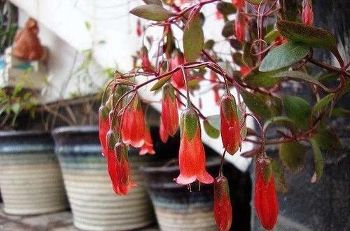  『肉花』萌萌的多肉花，这种花叫宫灯花，开花时一株挂上百个“灯笼”