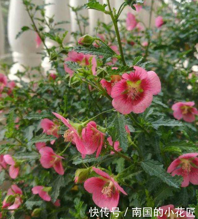  「停歇」春天养盆“开花机器”，花量大花期长，开到深秋不停歇