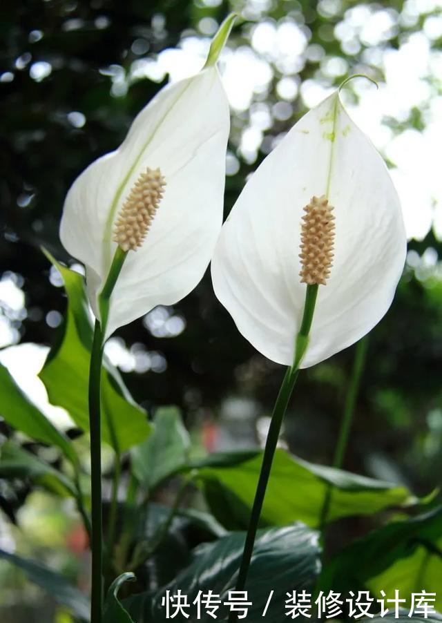  『技巧』养花技巧：一帆风顺开花小，不开花，掌握3点，花开不断养爆盆！