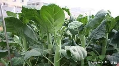  「种植」农村种植芥兰菜，生长过旺，要怎么吃呢？