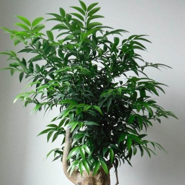  『观赏价值』这种盆栽植物不仅耐阴好养，摆放在室内对人体还好处多多！