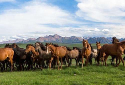 世界最大的马场,距今2100多年由霍去病创始,就在甘肃